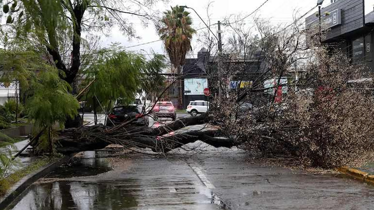 Entre 7 y 10 días demorara el retiro de los 500 arboles caídos en Maipú 3 Arboles caidos maipu