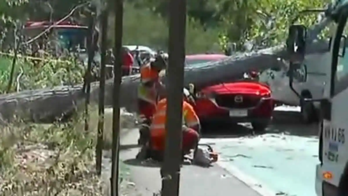 vehículo aplastado por árbol