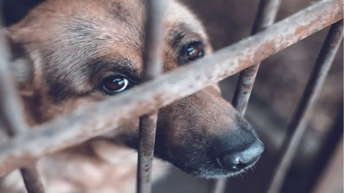 Perro detrás de barrotes de jaula.