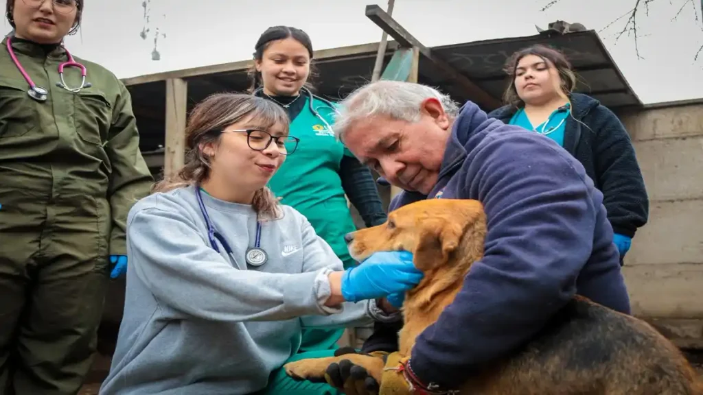 Endurecen las sanciones por maltrato y abandono animal en la comuna de Maipú 2 Veterinaria acariciando un perro