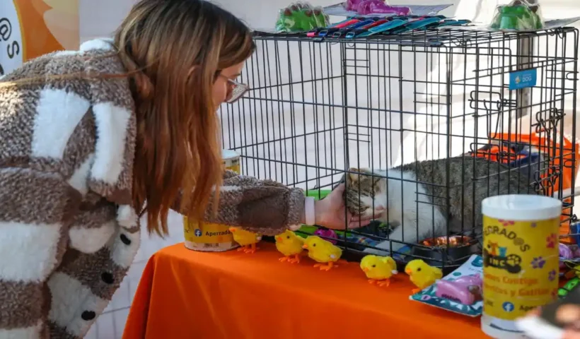 mascotas