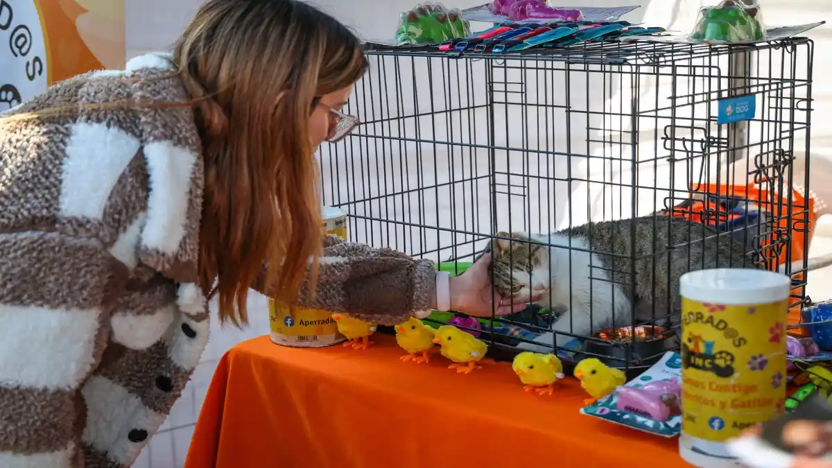 mascotas
