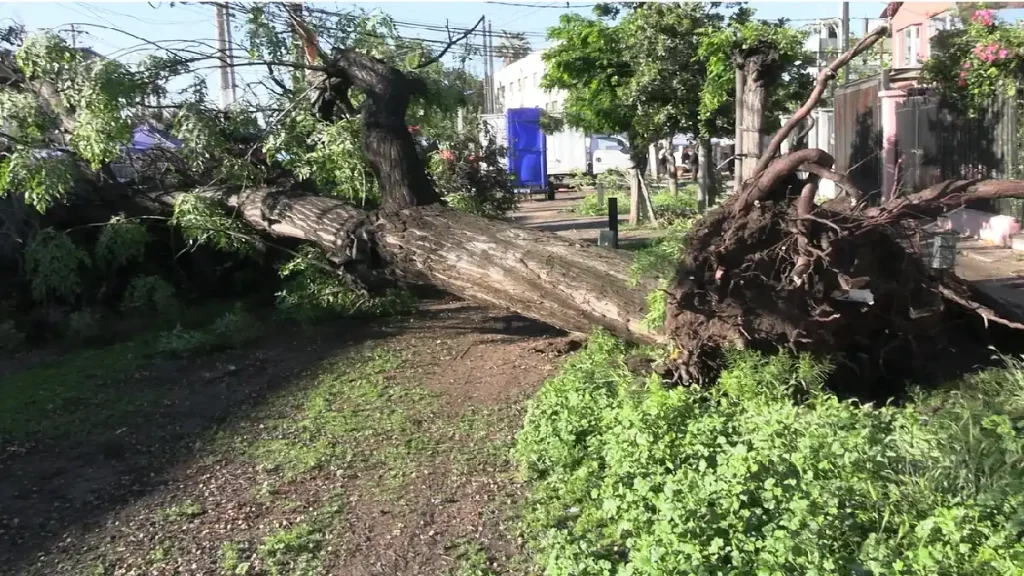 Autoridades inspeccionaron los destrozos provocados por el tornado en Estación Central 2 arbol caido