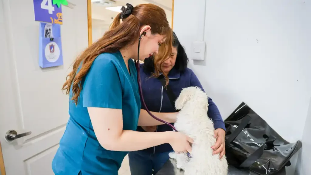 Estación Central tendrá la primera "Escuela Canina Municipal" del país y será gratuita 2 veterinaria municipal 1