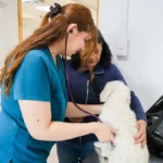 Inauguran primera peluqueria canina municipal de Chile en Estación Central 2 Veterinaria Municipal de Maipú tendrá nuevo sistema de atención con aranceles un 75% más baratos que...